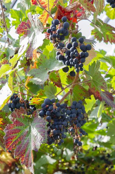 Blauwe druif - Vitis vinifera 'Boskoop Glory' - ↨45cm - Ø13cm