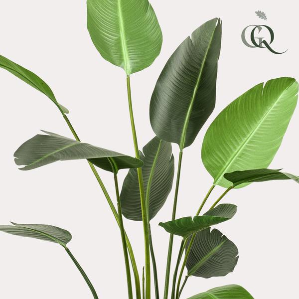 Strelitzia Nicolai - Paradijsvogelbloem - Kunstplant - ↨230cm