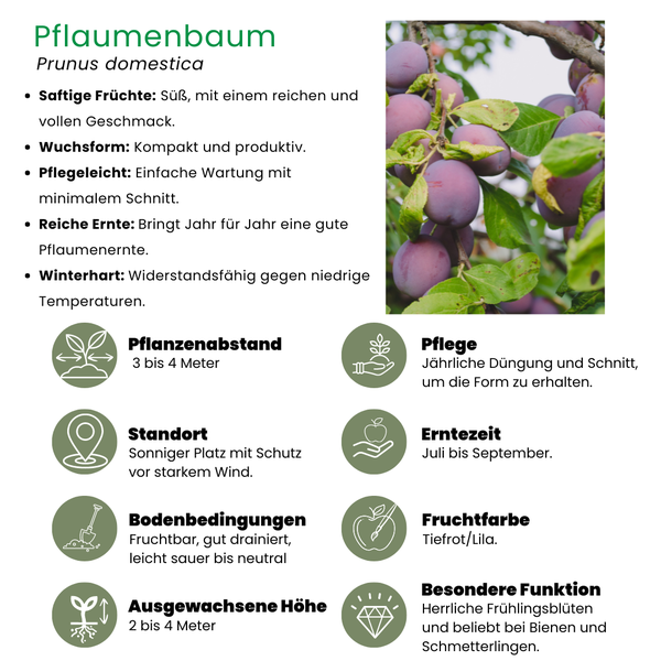 Biologische Pruimenboom Prunus Domestica - ↨60cm - Ø20