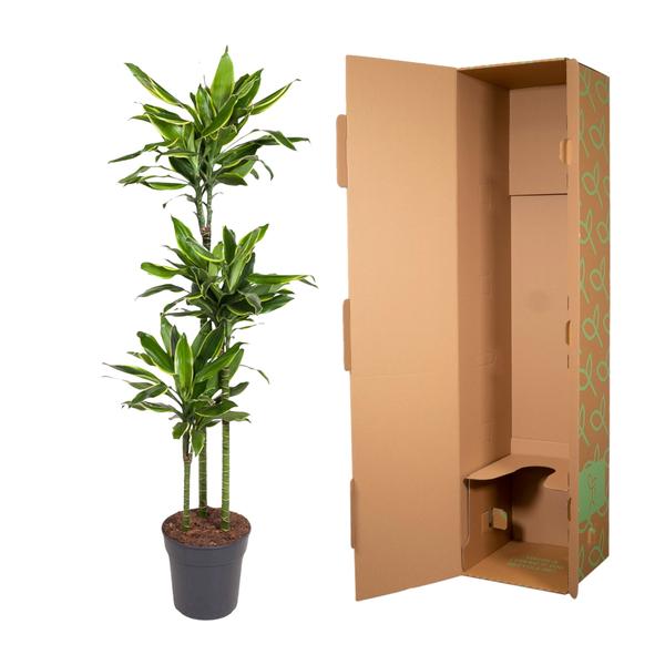 Dracaena Golden Coast - ↨160cm - Ø24cm