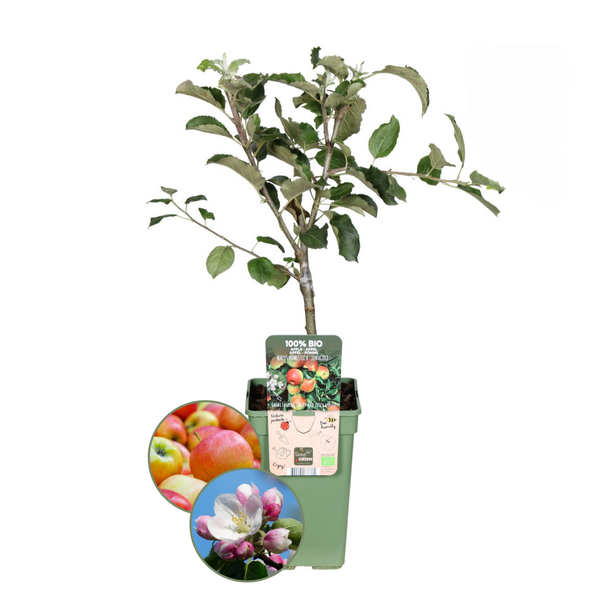 Biologische Appelboom Malus - ↨60cm - Ø20