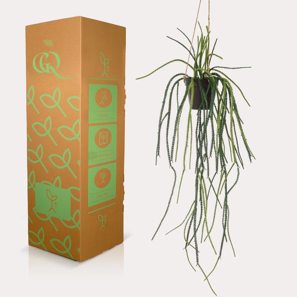 Rhypsalis - Koraalcactus - Kunstplant - ↨85 cm