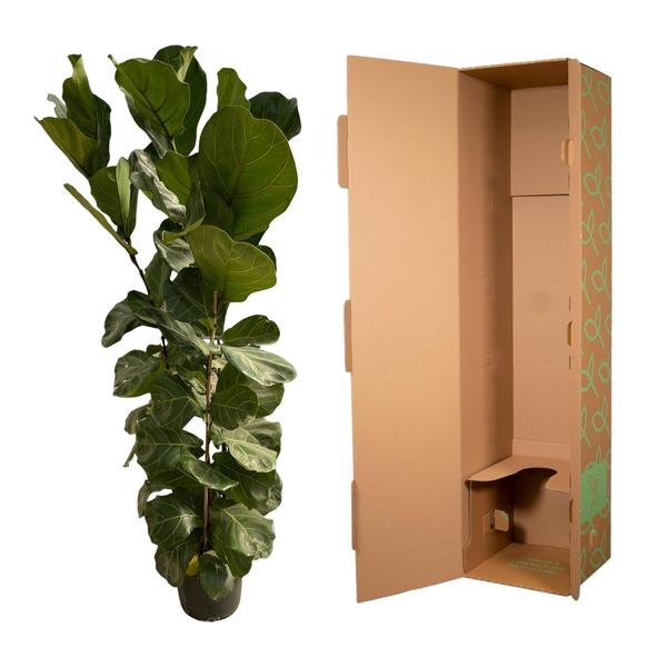 Ficus Lyrata struik - ↨170cm - Ø30cm
