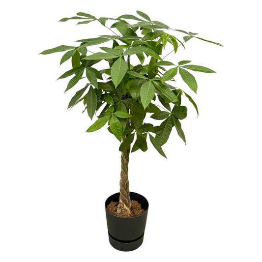 Pachira Aquatica - incl. bloempot Zwart - ↨160cm - Ø30cm