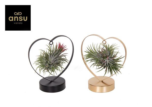 Tillandsia Love Edition set van 2 - Hartvormige Zwart/Gouden Decoratie - ↨21cm - Ø10,5cm