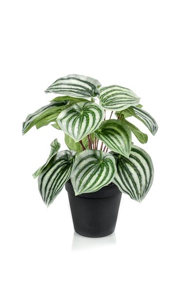 Peperomia Argyreia - Watermelon - Kunstplant - ↨25cm