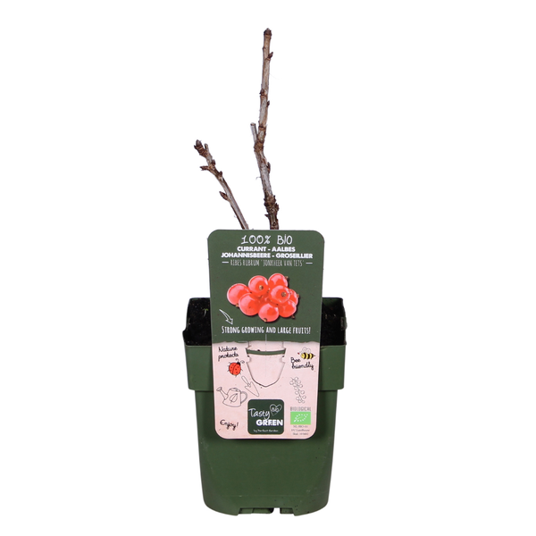 Aalbes - Ribes rubrum 'Jonkheer van Tets' - ↨45cm - Ø13