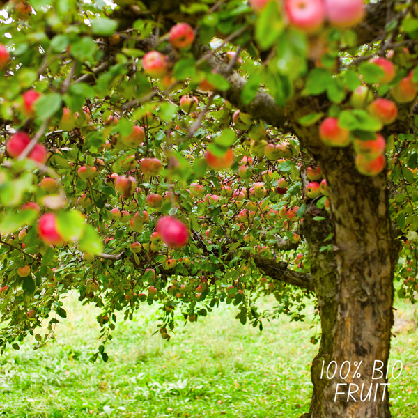 Biologische Appelboom Malus - ↨60cm - Ø20