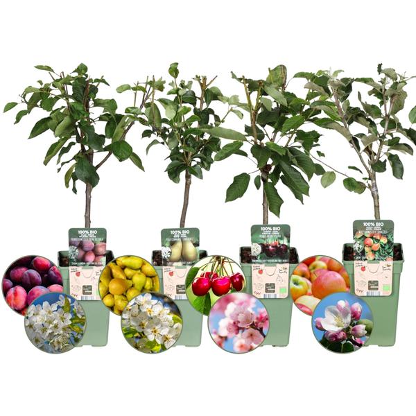 Biologische Fruitbomen set van 4 - Appel, Peer, Kers en Pruim - ↨60cm - Ø20