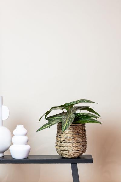 Calathea Zebrina - Schaduwplant - Kunstplant - ↨38 cm