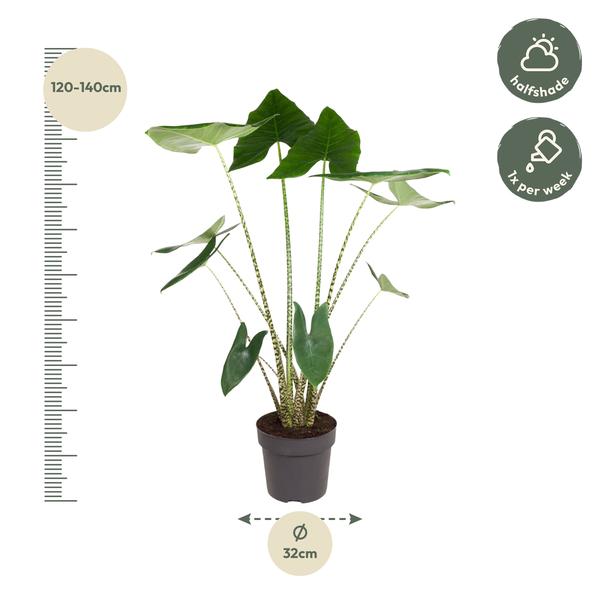 Alocasia Zebrina - ↨130cm - Ø32cm