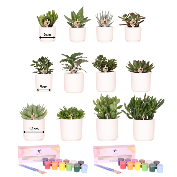 Bloempotten met Succulenten (12 stuks) en Verfpakket - Voor 4 tot 8 personen - Creatieve Workshop Set