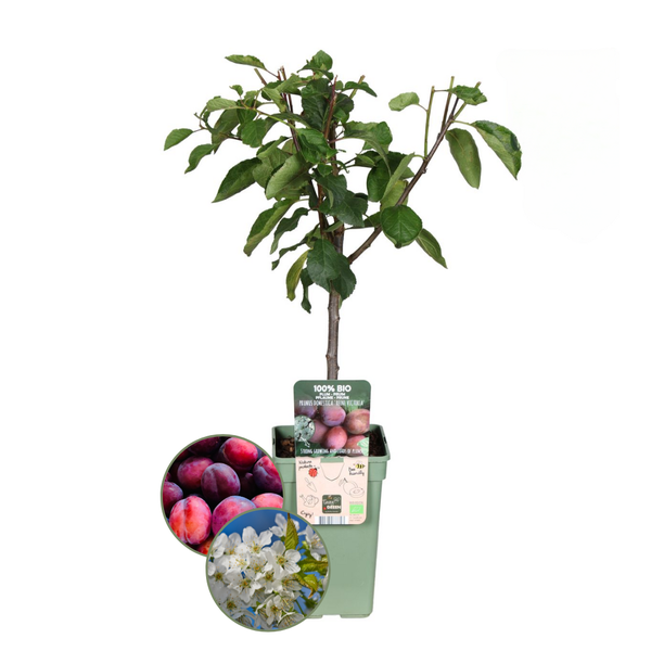 Biologische Pruimenboom Prunus Domestica - ↨60cm - Ø20