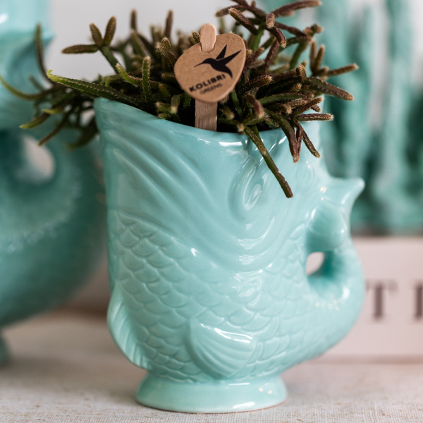 Planten set Fish Turquoise - Witte Phalaenopsis orchidee Amabilis Ø9cm en groene plant Succulent Crassula Hobbit Ø6cm