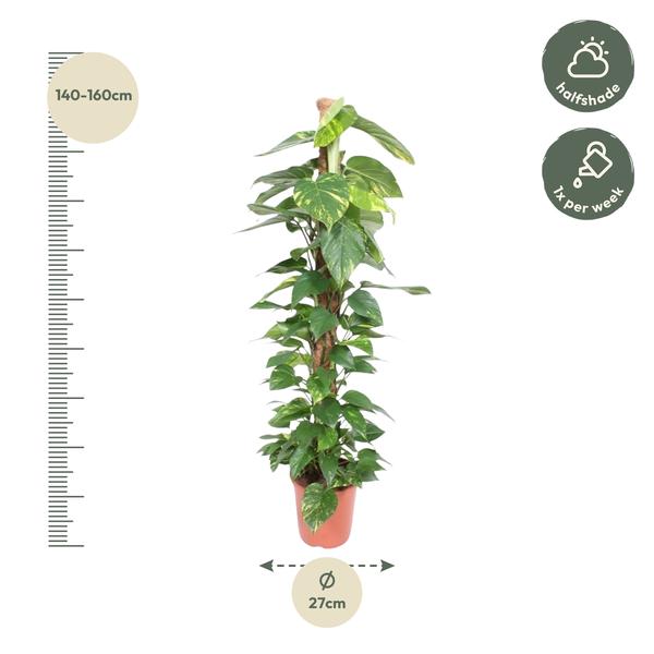 Epipremnum Aureum mosstok - ↨150cm - Ø27cm