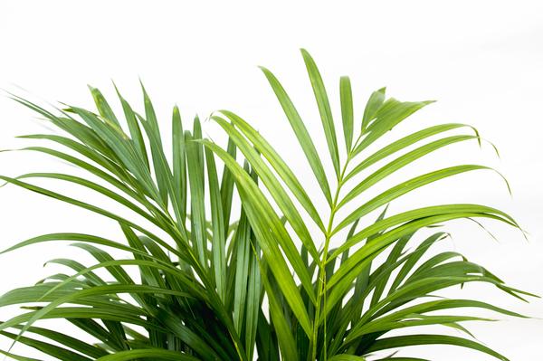 Dypsis Lutescens (Areca palm) - ↨150cm - Ø24cm