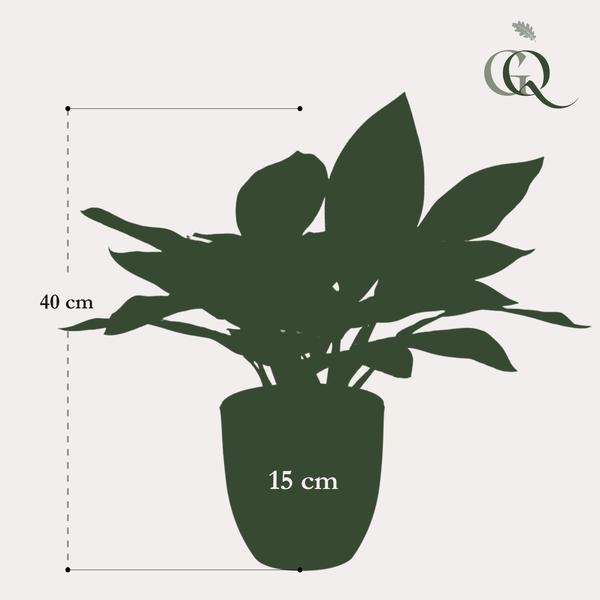 Croton Codiaeum - Wonderstruik - Kunstplant - ↨38 cm