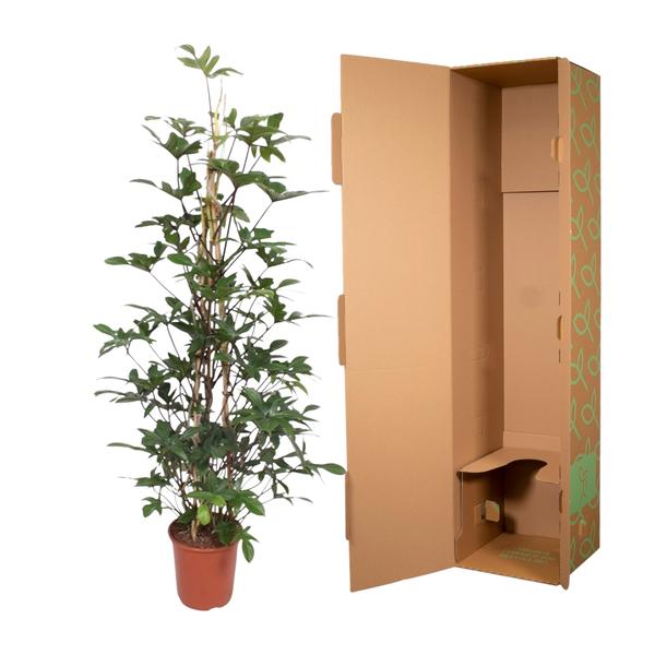Philodendron Pedatum gaasrek - ↨160cm - Ø27cm