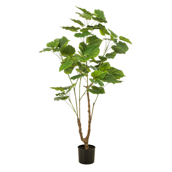 Ficus umbellate - Afrikaanse vijg - Kunstplant - ↨125cm