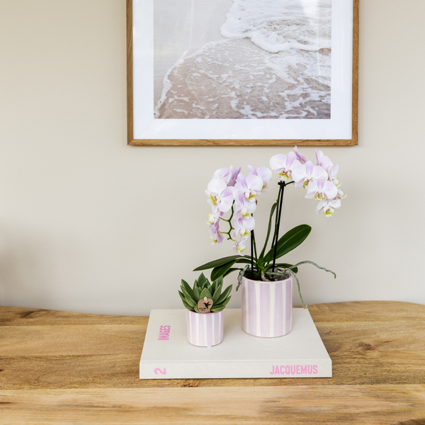 Roze Phalaenopsis orchidee Portugal + Painted Stripe pot roze - potmaat Ø9cm