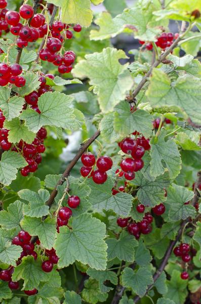 Aalbes - Ribes rubrum 'Jonkheer van Tets' - ↨45cm - Ø13