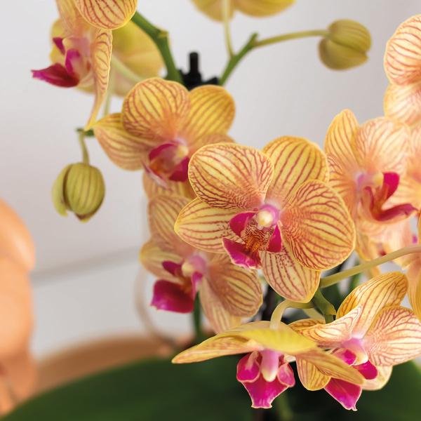Plantenset Optimism peach - Groene plant met oranje Phalaenopsis orchidee in Candy sierpotten op wit organisch dienblad