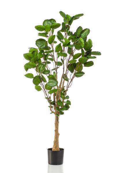 Polyscias - Aralia - Kunstplant - ↨150cm