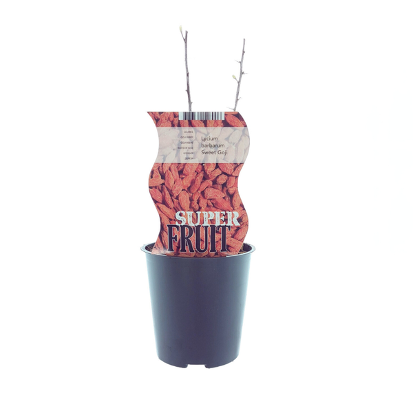 Gojibes - Lycium Sweet Goji - ↨30cm - Ø12
