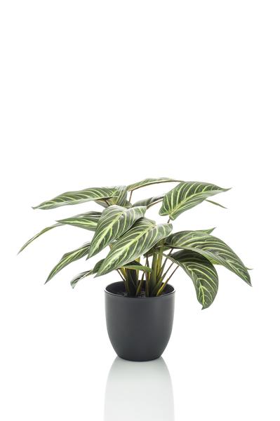 Calathea Zebrina - Schaduwplant - Kunstplant - ↨38 cm