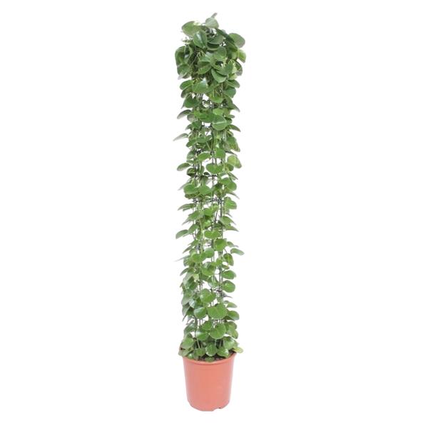 Cissus rotundifolia gaasrek - ↨160cm - Ø27cm