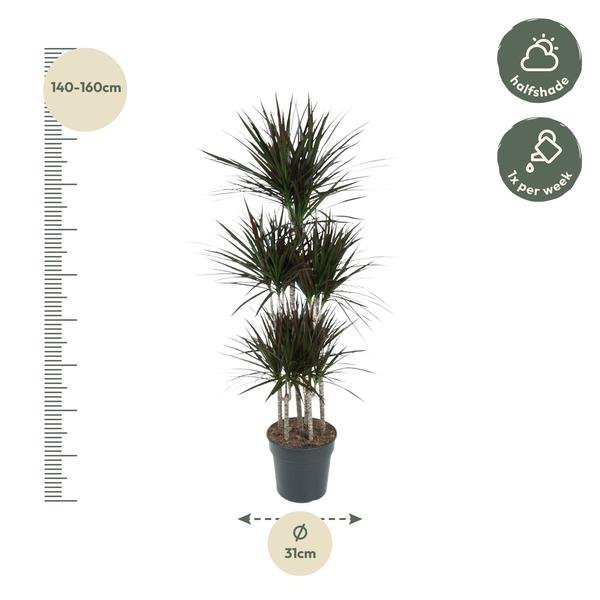 Dracaena Magenta Carrousel - ↨150cm - Ø31cm