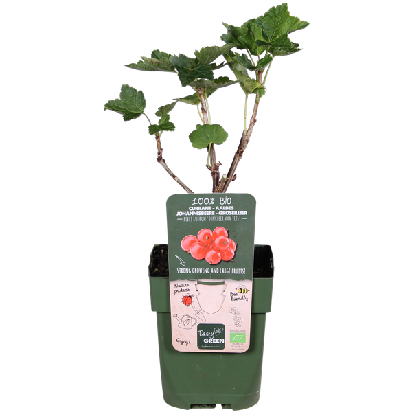 Aalbes - Ribes rubrum 'Jonkheer van Tets' - ↨45cm - Ø13