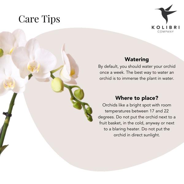 Witte Phalaenopsis orchidee Amabilis + Diamond sierpot goud – Ø9cm
