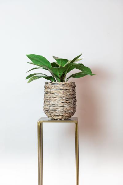 Croton Codiaeum - Wonderstruik - Kunstplant - ↨38 cm