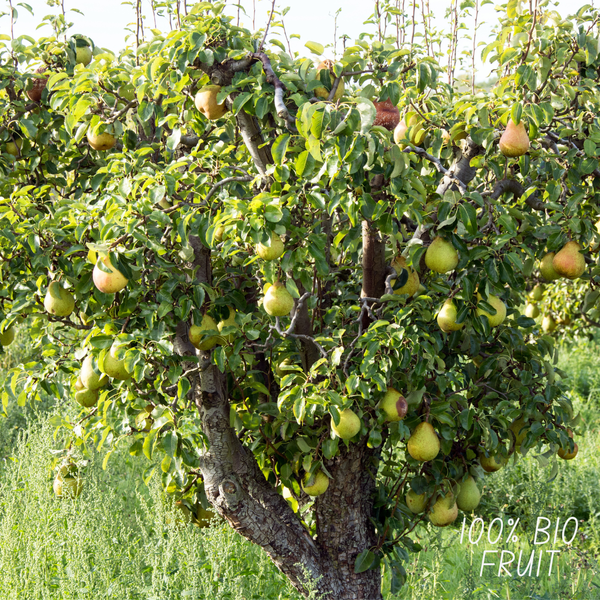 Biologische Perenboom Pyrus - ↨60cm - Ø20