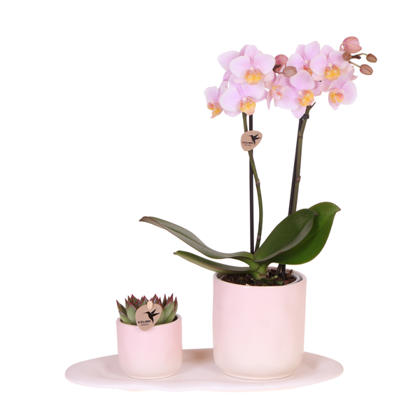 Plantenset Gradience Pink - Roze Phalaenopsis Orchidee Andorra en Succulent incl. keramieken sierpotten