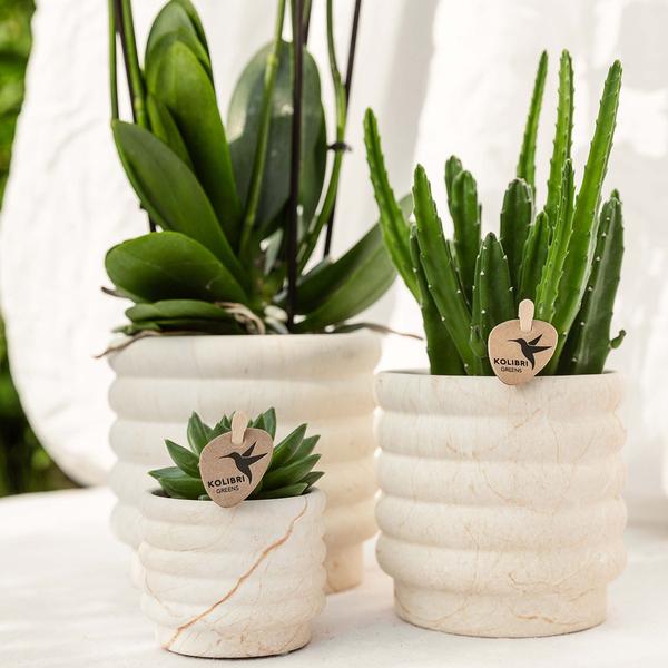 Plantenset Slow Living - Witte Phalaenopsis Orchidee Lausanne en Succulent incl. keramieken sierpotten op wit organisch dienblad