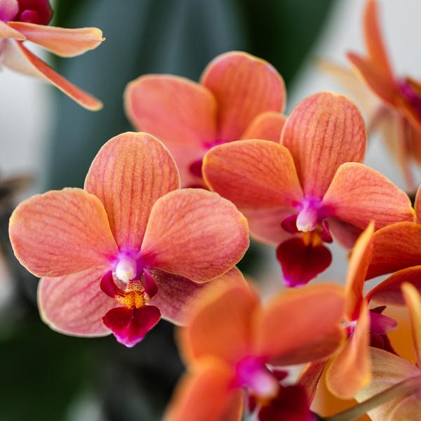 Plantenset Untamed Nature - Rode Phalaenopsis Orchidee en Succulenten incl. keramieken sierpotten