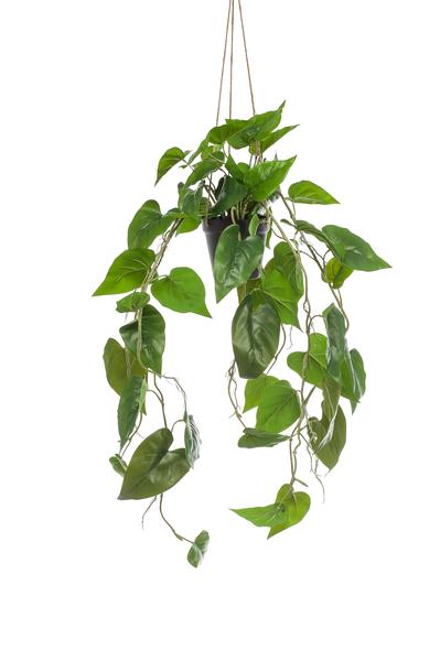 Philodendron scandens - Klimmende Boomliefhebber - Kunstplant - ↨80 cm