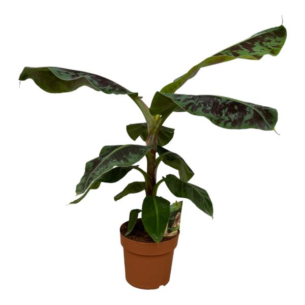 Musa - ↨80cm - Ø21cm