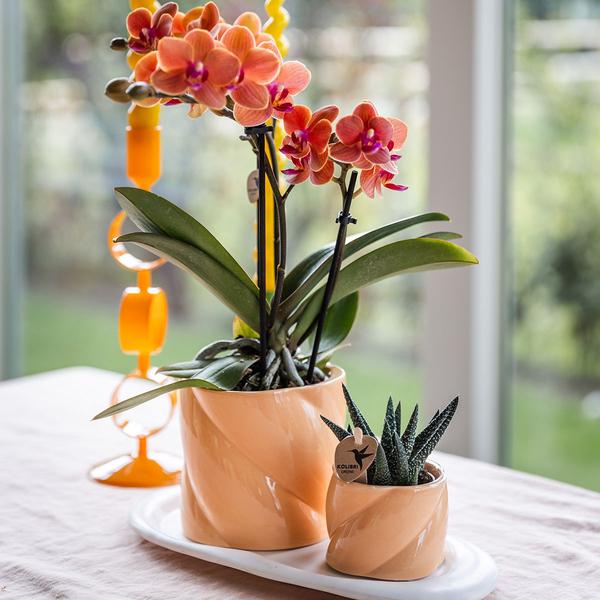 Plantenset Optimism peach - Groene plant met oranje Phalaenopsis orchidee in Candy sierpotten op wit organisch dienblad