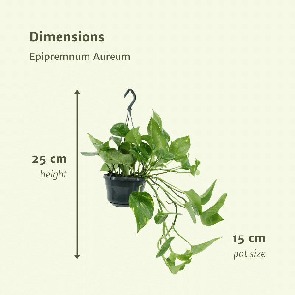 Epipremnum Aureum - Scindapsus - 2 stuks - ↨25cm - Ø15cm