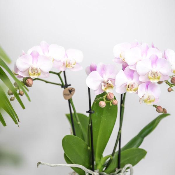 Plantenset Candy - Roze Phalaenopsis Orchidee Portugal en Succulent incl. keramieken sierpotten