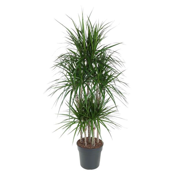 Dracaena Marginata Carrousel - ↨160cm - Ø31cm