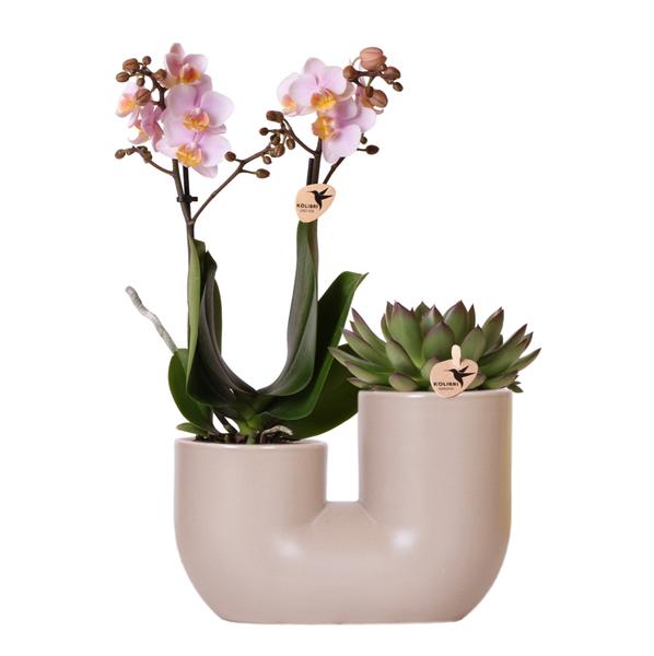 Roze orchidee Andorra en succulent in Tube sierpot sand - Ø9cm