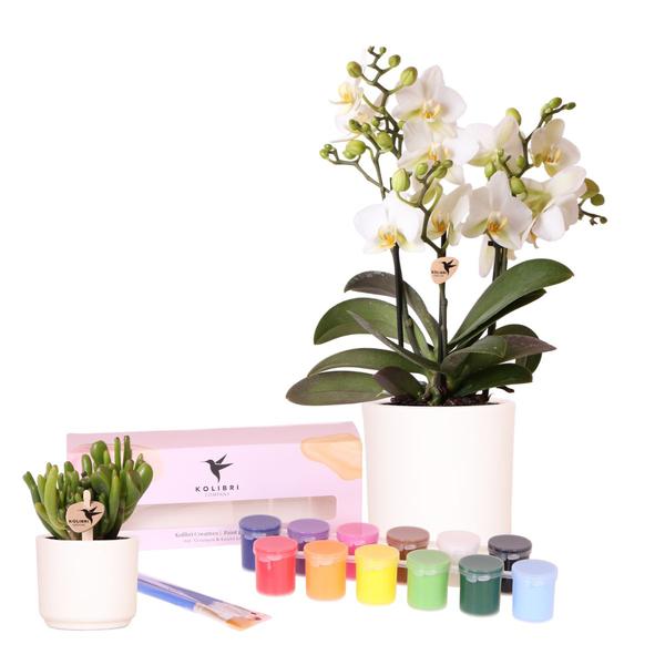 Bloempotten met orchideeën én succulenten (8 stuks) en Verfpakket - Voor 4 personen