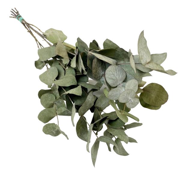 Eucalyptus Cinerea - Droogbloemen - 6 bosjes - ↨50cm