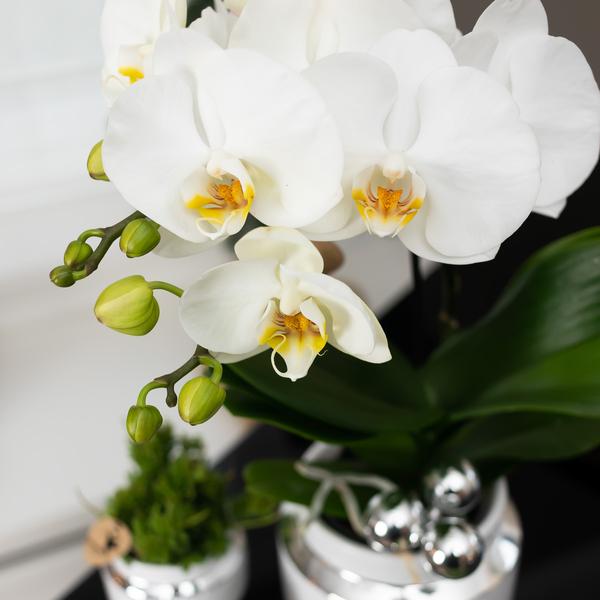 Set van witte orchidee en Succulent op zilveren dienblad
