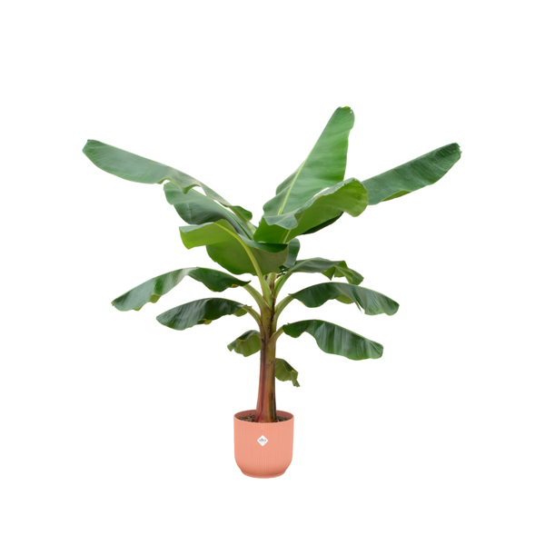 Bananenplant (Musa) - incl. bloempot Roze - ↨180cm - Ø30cm