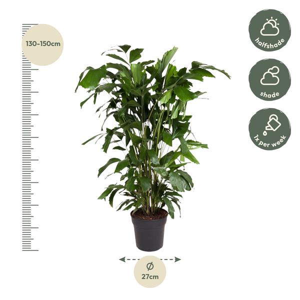 Caryota Mitis - ↨140cm - Ø27cm